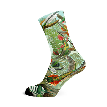 Socks by Haeckel (Trochilidae)