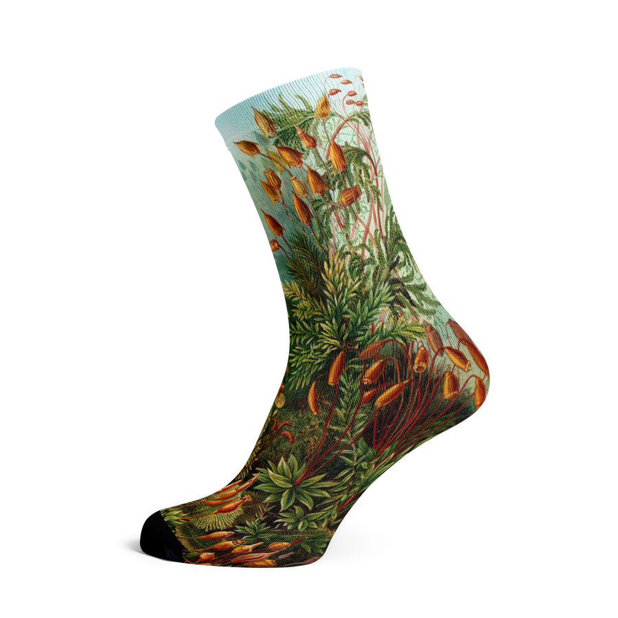 Socks by Haeckel (Mushrooms)